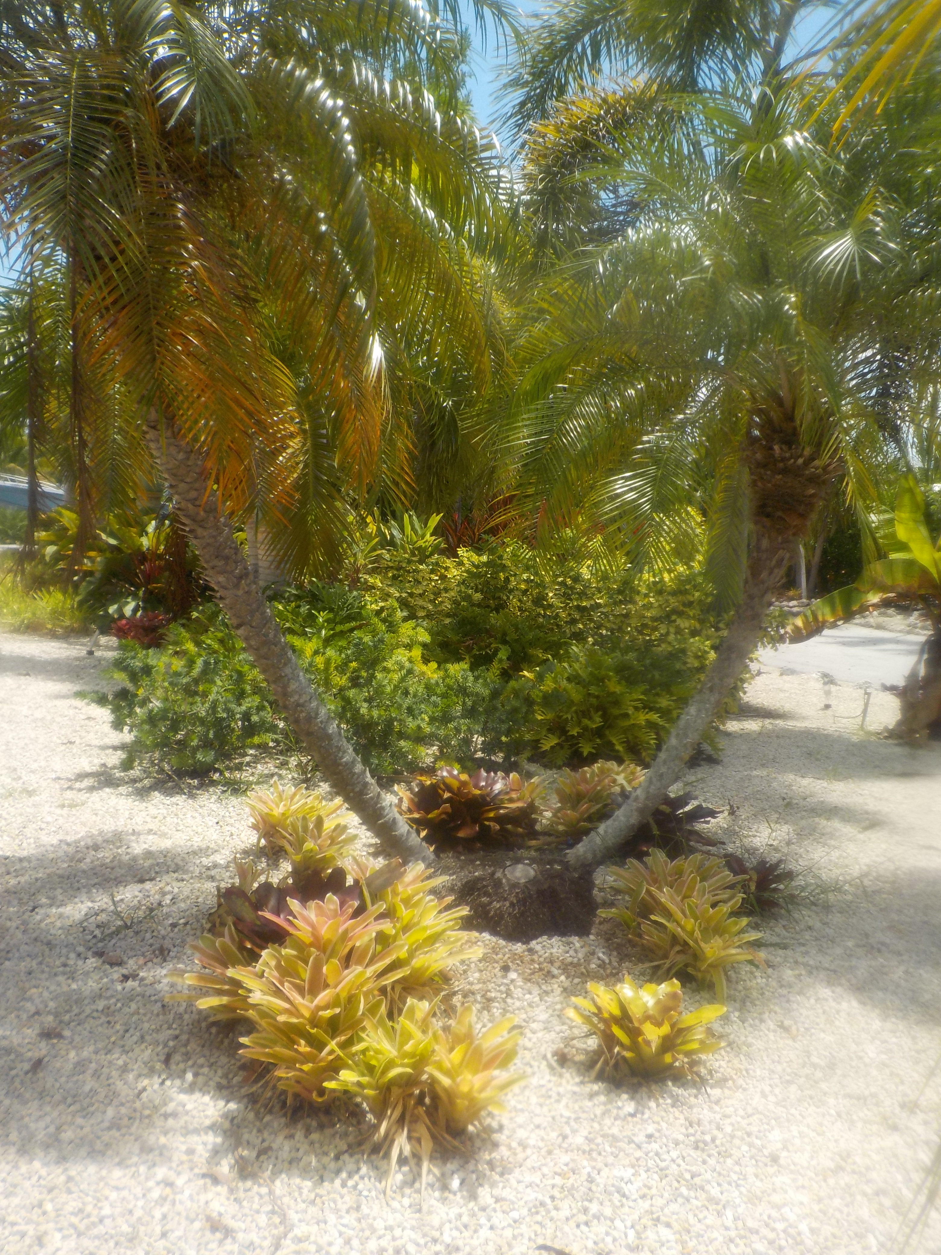 Tropical landscaping in the Florida Keys